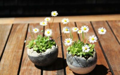 Vente de terre spécialement utilisé pour le travail de l’argile Raku, une poterie d’origine japonaise.