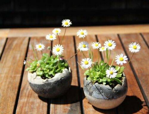 Vente de terre spécialement utilisé pour le travail de l’argile Raku, une poterie d’origine japonaise.